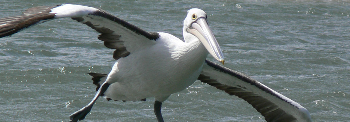 Wild Bird Rescues Pelican