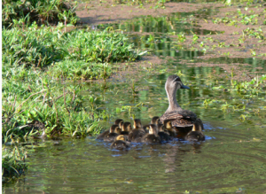 Mother duck + 10