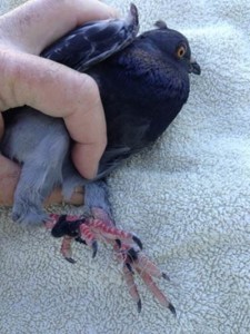 pigeon feral